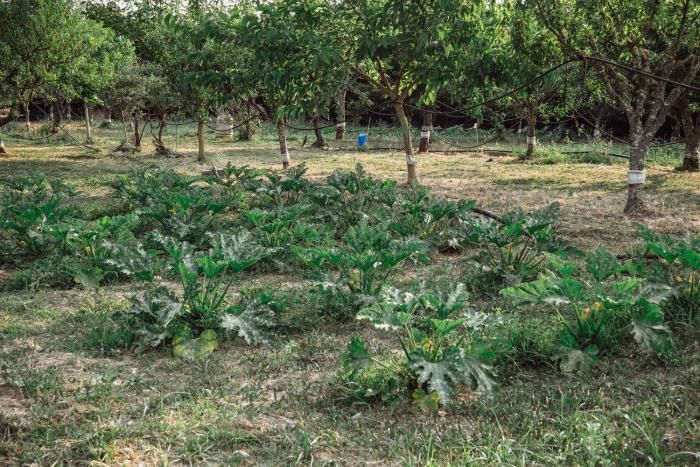 biomasseria santa lucia