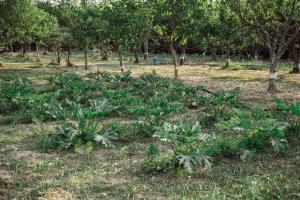 biomasseria santa lucia