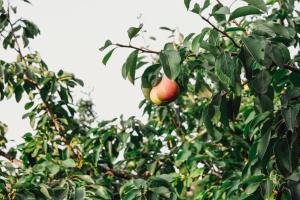 biomasseria santa lucia