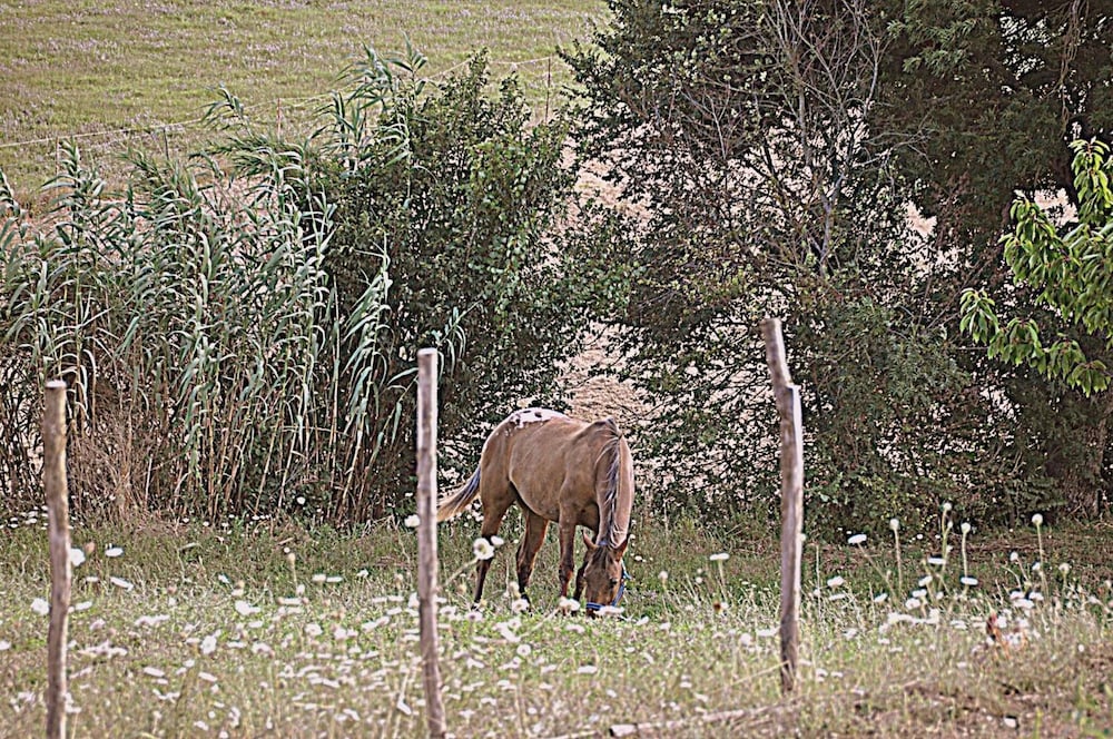 agriturismo yes boss