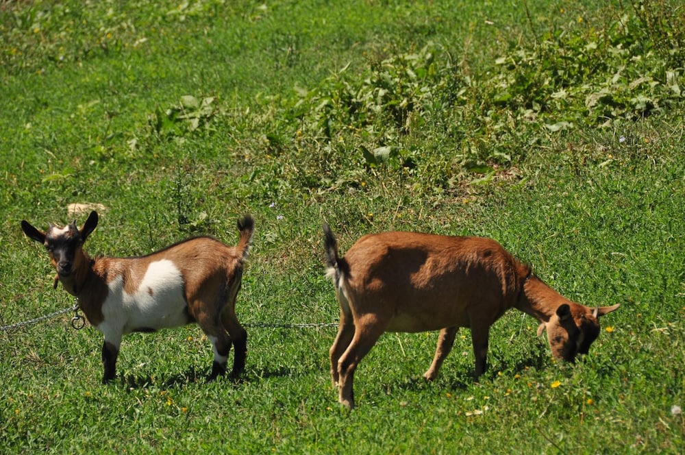 agriturismo yes boss