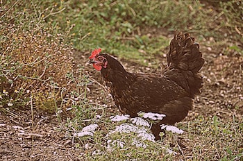 agriturismo yes boss