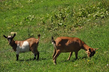 agriturismo yes boss