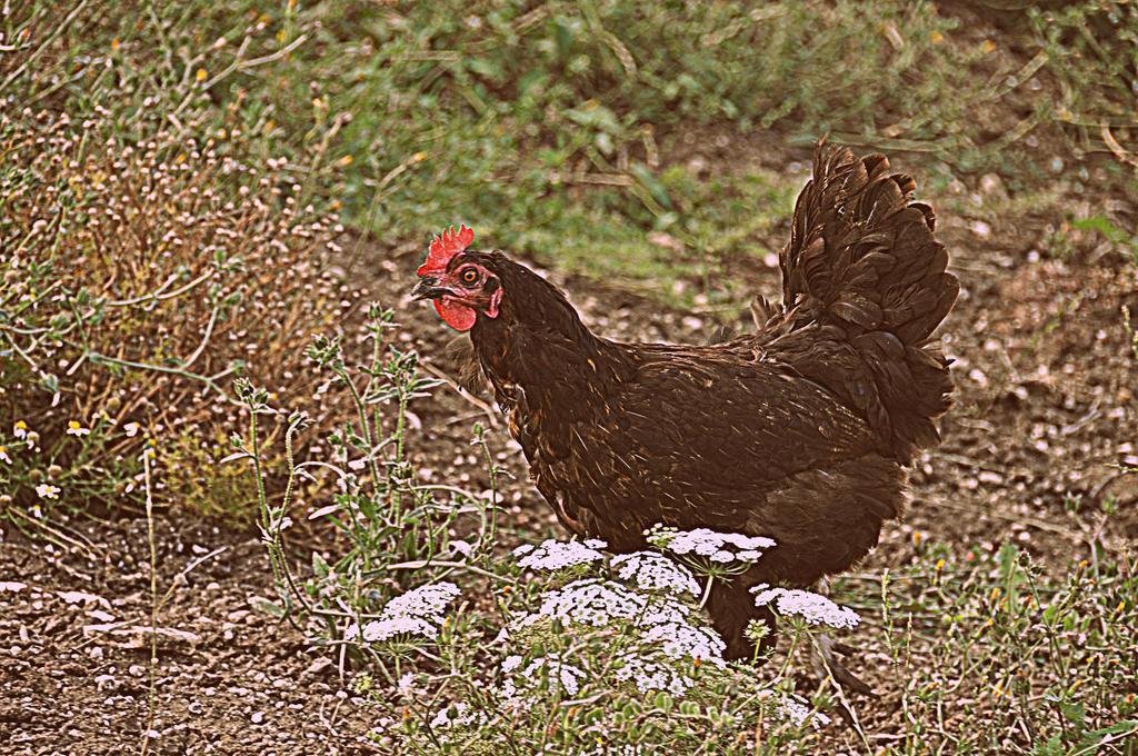 Agriturismo Yes Boss,In Morcone,3 star