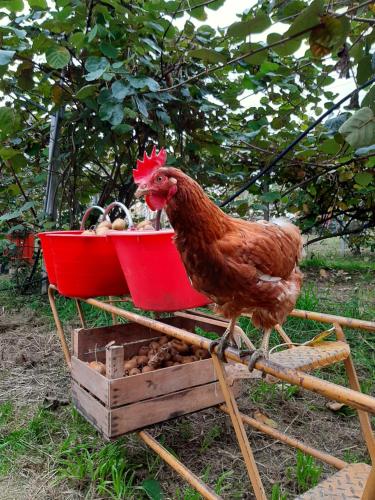 Fior Di Campo,In Dronero,1 star