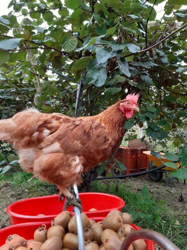 Fior Di Campo,In Dronero,1 star