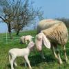 B&B Naturin - Cascina Colombaro,In A Rural Location,4 star