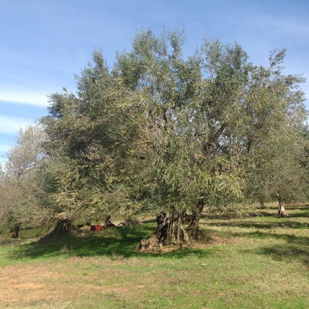 agriturismo il cavone
