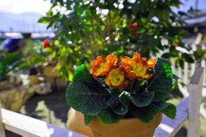 bandb le cycas