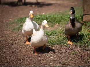 bandb agriturismo tenuta barone