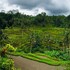 ubud