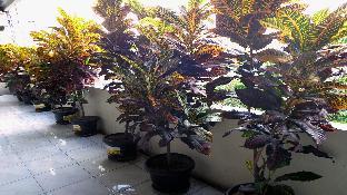 hotel griya surya solo