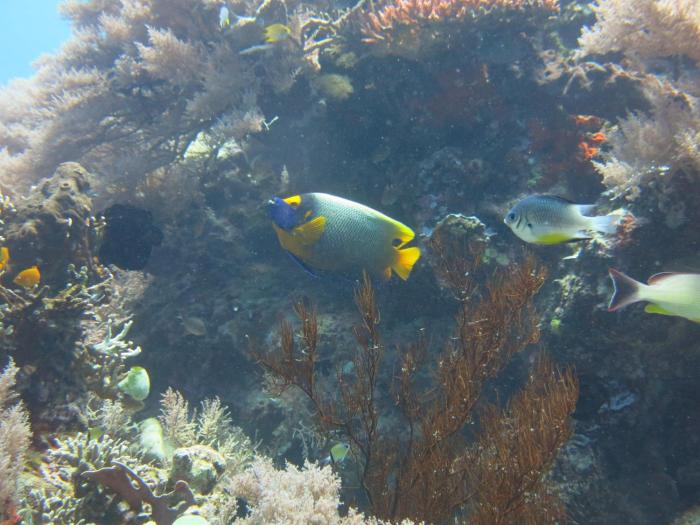 pande guest house pemuteran