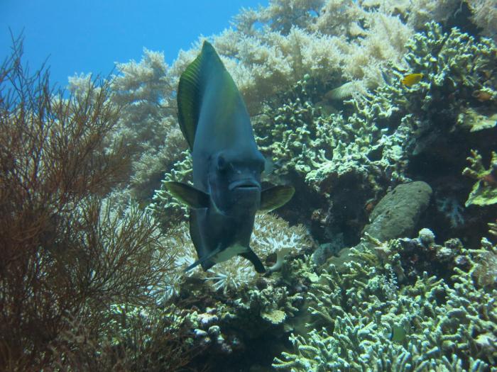 pande guest house pemuteran