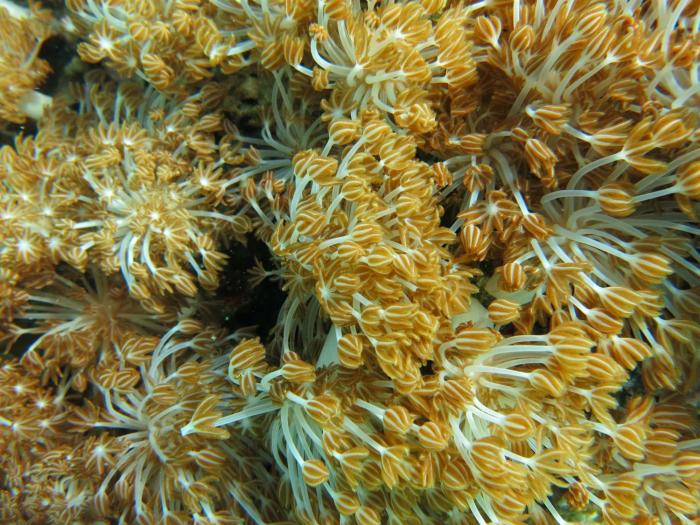 pande guest house pemuteran