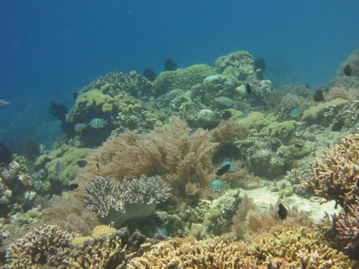 pande guest house pemuteran