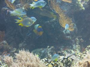 pande guest house pemuteran