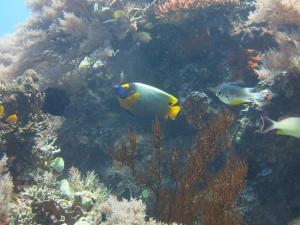 pande guest house pemuteran