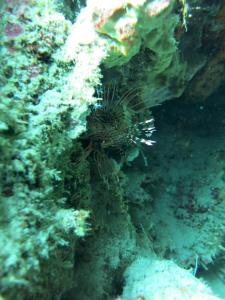 pande guest house pemuteran