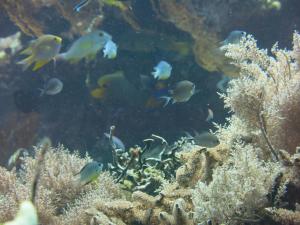 pande guest house pemuteran