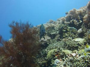 pande guest house pemuteran