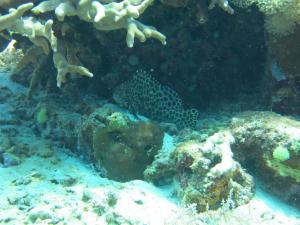 pande guest house pemuteran