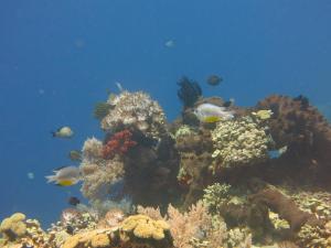 pande guest house pemuteran