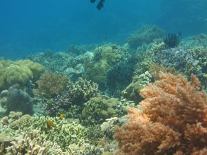 pande guest house pemuteran