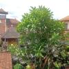 arjuna homestay ubud