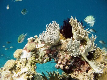 batu ampar menjangan