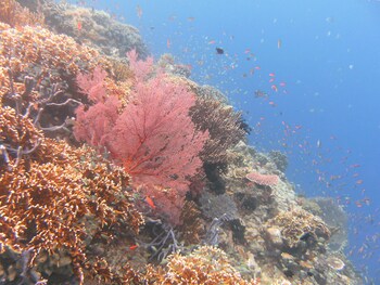 batu ampar menjangan