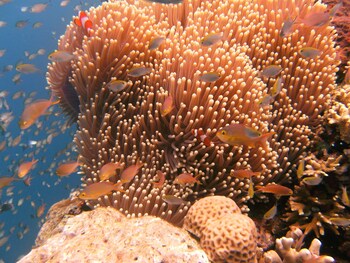 batu ampar menjangan