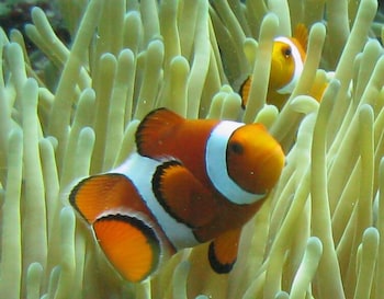 batu ampar menjangan