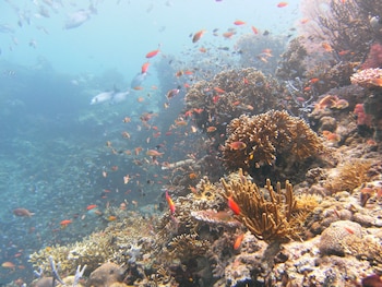 batu ampar menjangan