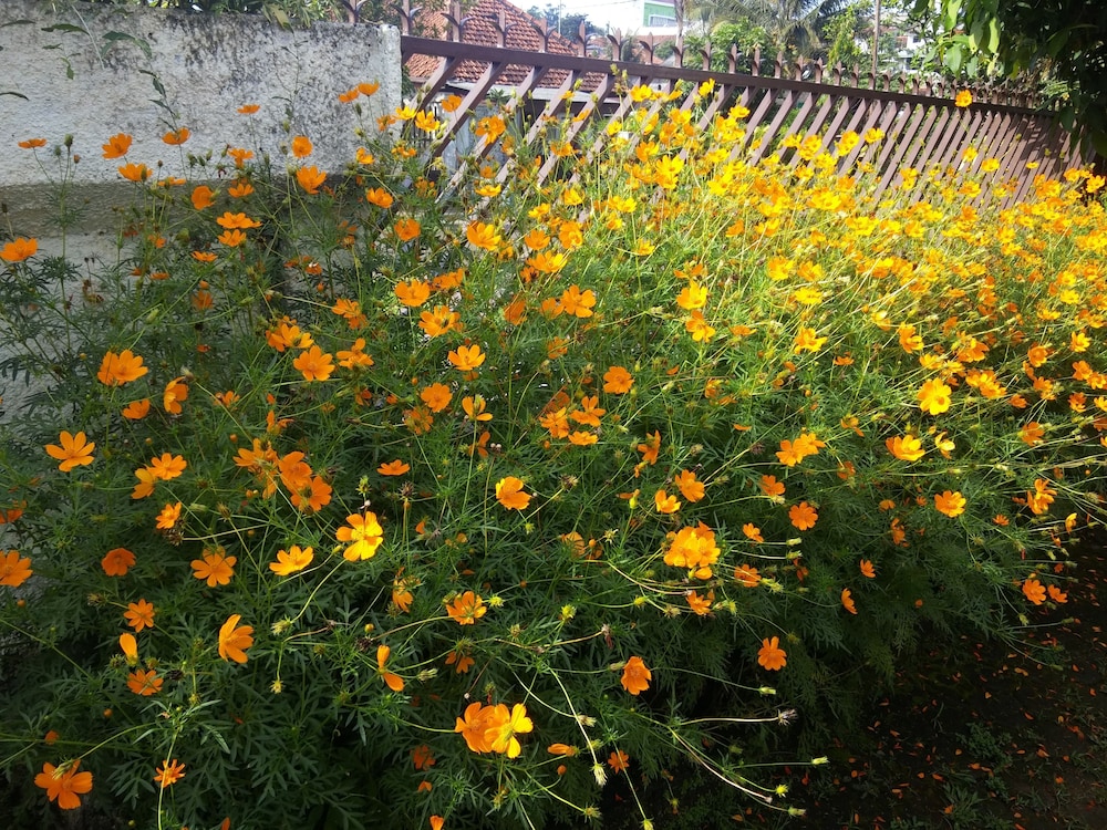 gio guesthouse bogor