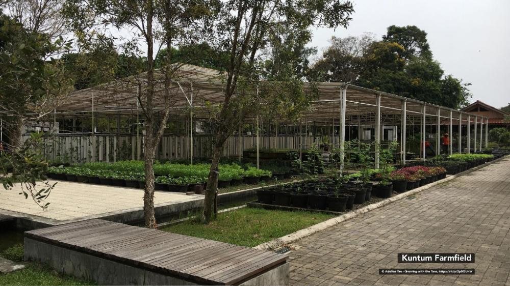 rumah verde