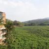 jungle palace homestay