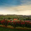 ooty
