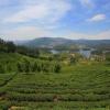 ooty