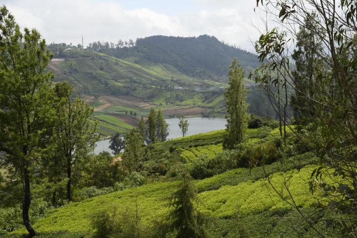 ooty