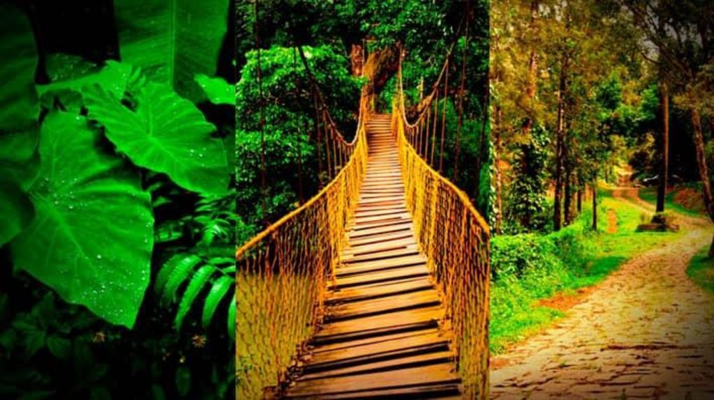 coorg