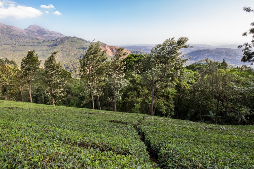 munnar