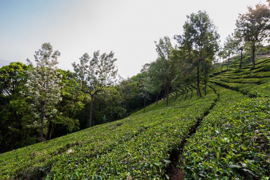 munnar