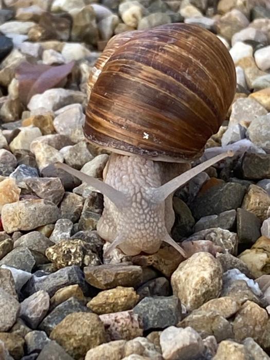 les chambres de limprimerie