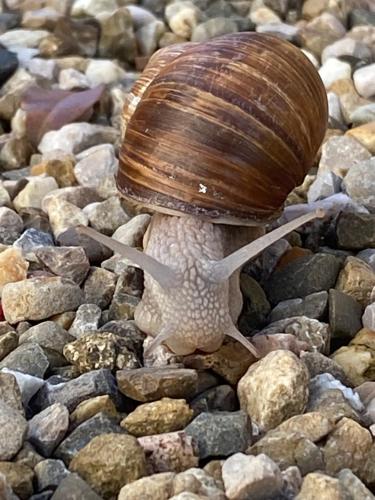 les chambres de limprimerie