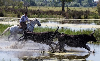 saintes maries de la mer