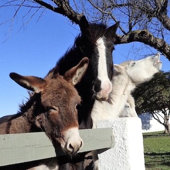 saintes maries de la mer