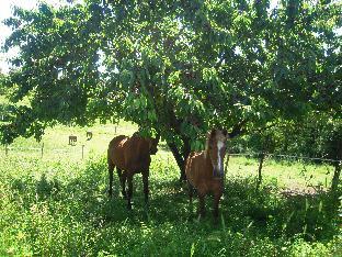 saint thomas de conac
