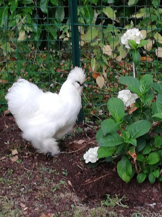 manoir des lions de tourgeville