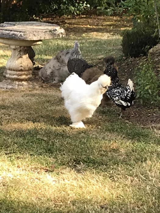 manoir des lions de tourgeville